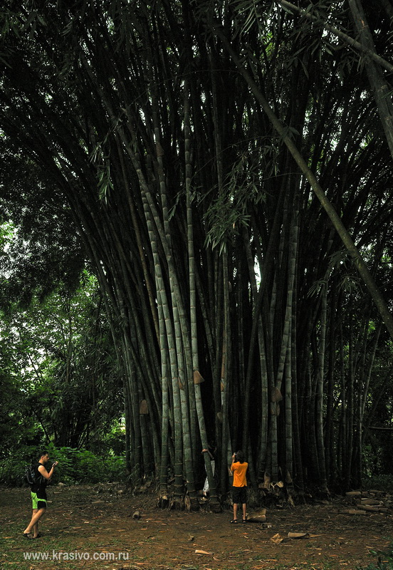 Бамбук в Канди