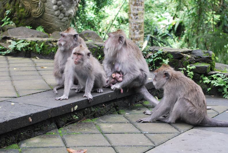 Бали Monkey Forest