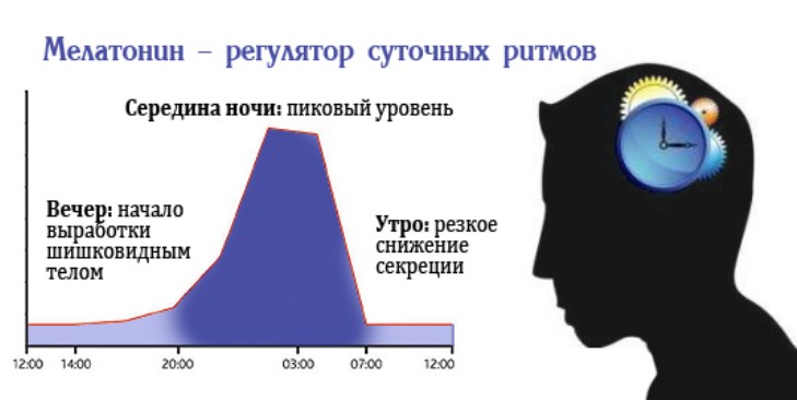 Мелатонин - "гормон сна и долголетия"