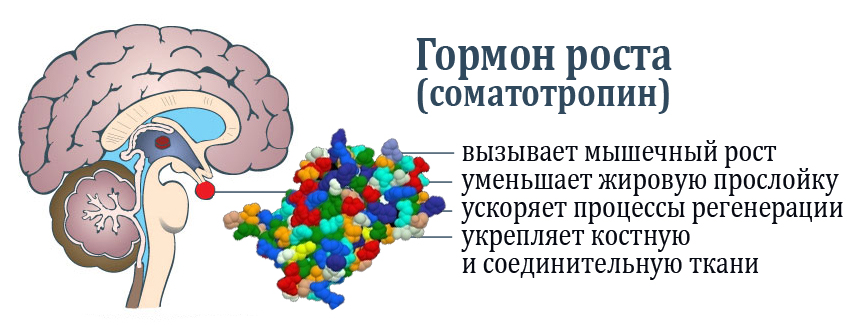 Гормон Роста Вся правда о гормоне роста
