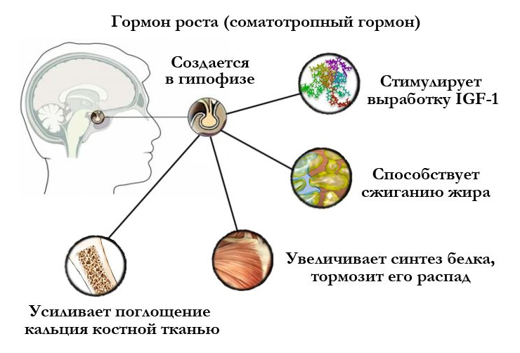 Гормон Роста Что такое гормон роста