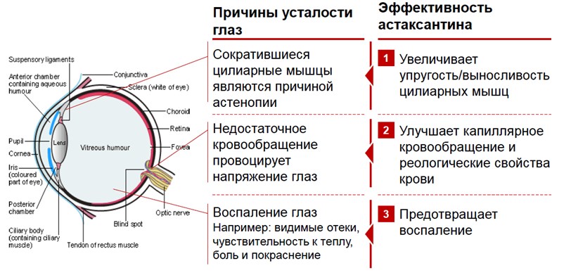 astaxantin glaza зачем нужен астаксантин