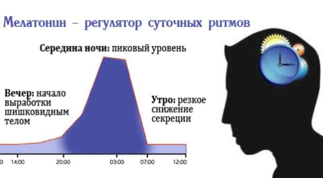 Мелатонин - "гормон сна и долголетия"