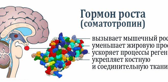 Вся правда о гормоне роста
