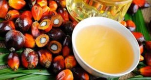 Palm Oil Processing