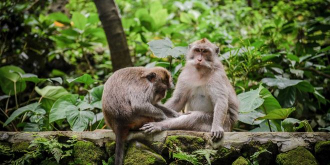 Monkey Forest на Бали или Обезьяний Лес