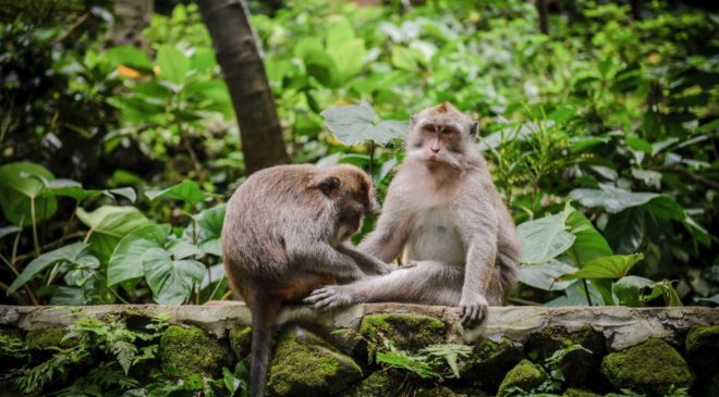Monkey Forest на Бали или Обезьяний Лес